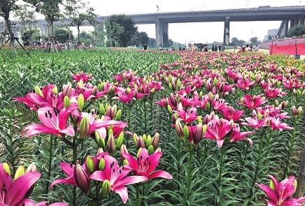 百合種球出芽期的管理及注意事項(xiàng)