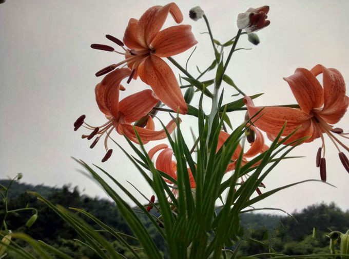 百合花開正當時