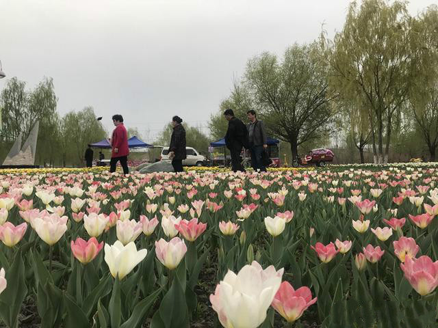 郁金香開了
