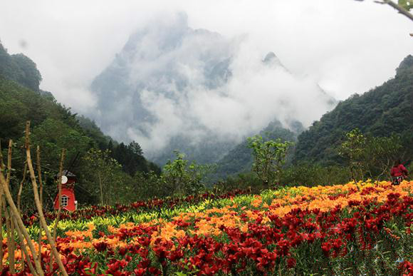 老道灣景區(qū)百合花海開(kāi)得正艷