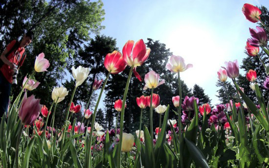 植物園迎來郁金香花海