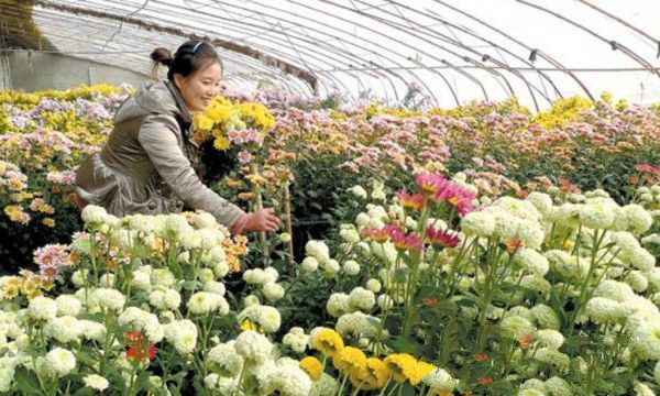 鮮切花