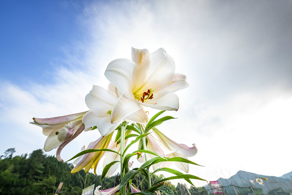 百合花盛開(kāi)