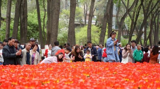 郁金香盛放迎八方來客
