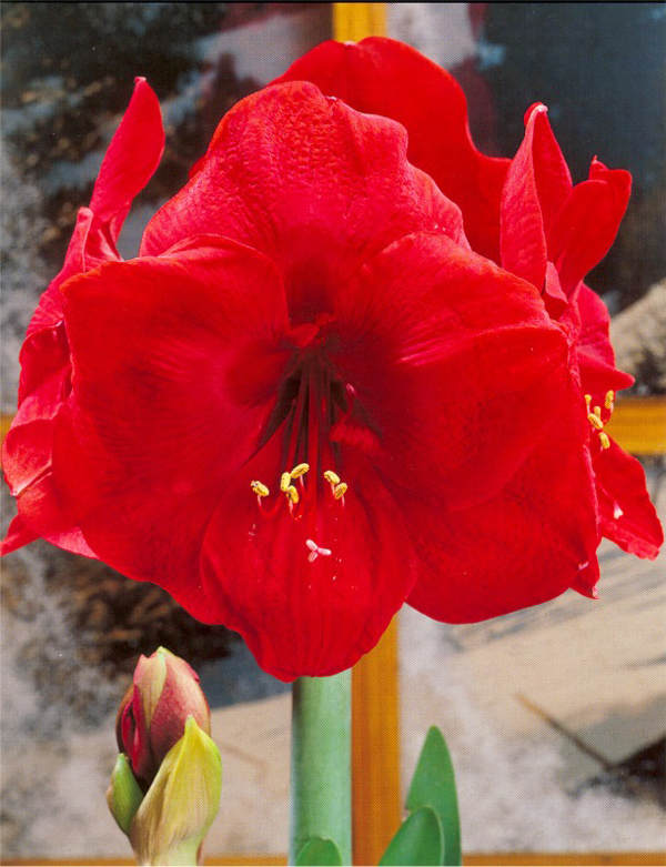 紅獅