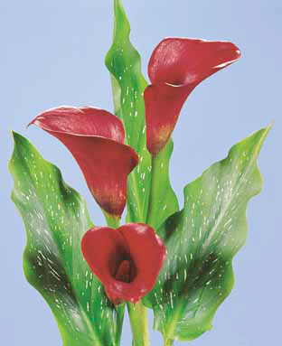 Majestic Red紅色壯觀