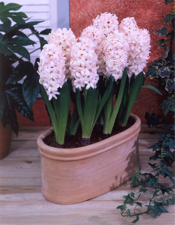 China Pink 中國(guó)粉