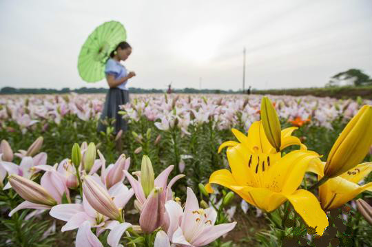 七彩百合花盛放醉游人 七彩百合花盛放醉游人