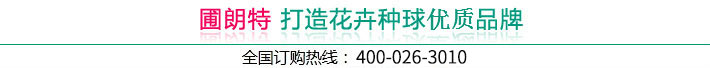花卉種球種植注意事項(xiàng)