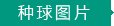 種球圖片