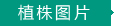 植株圖片
