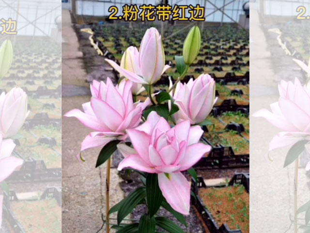 百合品種-阿洛斯卡