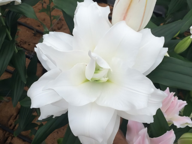 玫瑰百合種球安吉拉