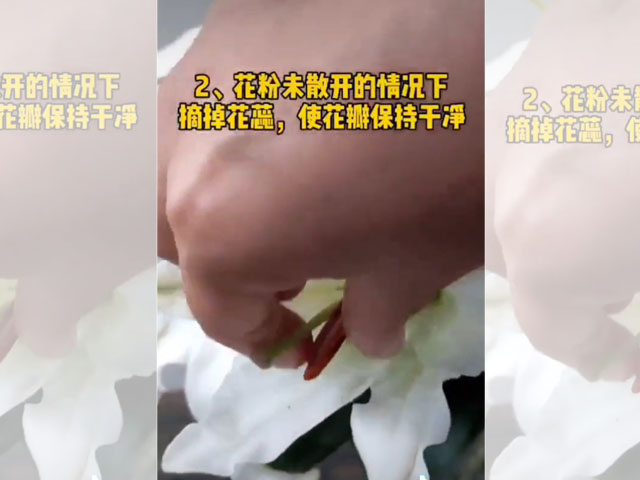 百合花花蕊的處理