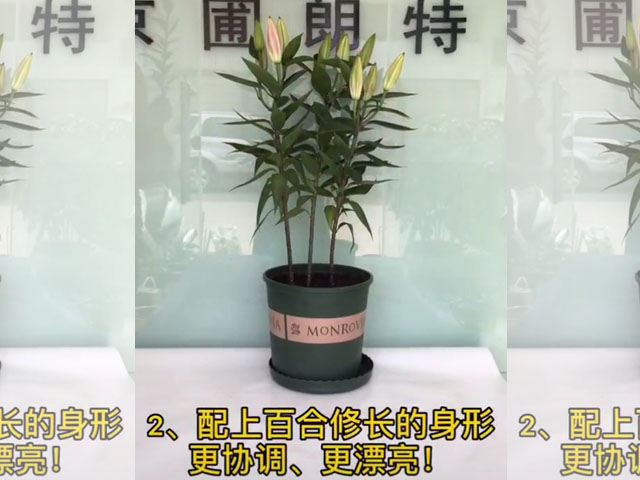配上百合修長(zhǎng)的身形更協(xié)調(diào)、更漂亮