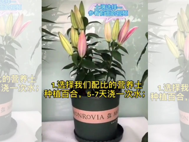 百合日常澆水，你做對(duì)了嗎？