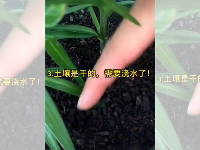 百合日常澆水，你做對(duì)了嗎？