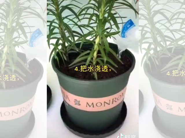 百合日常澆水，你做對(duì)了嗎？