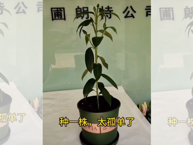種一株太孤單了