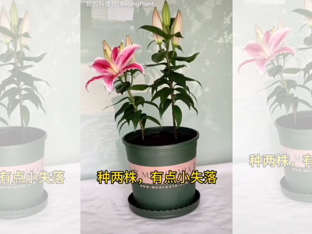 種兩株有點兒小失落
