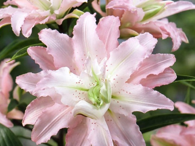 百合種球批發(fā) 百合種球批發(fā)