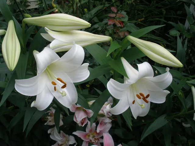 百合種球的批發(fā)價格是怎樣的
