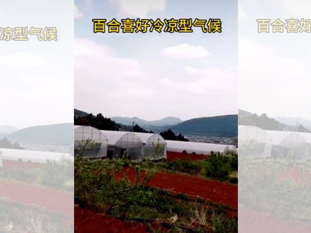 百合喜好冷涼型氣候