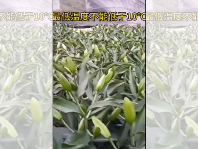 最適合種植百合的溫度