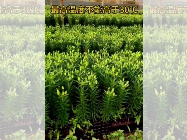 最適合種植百合的溫度