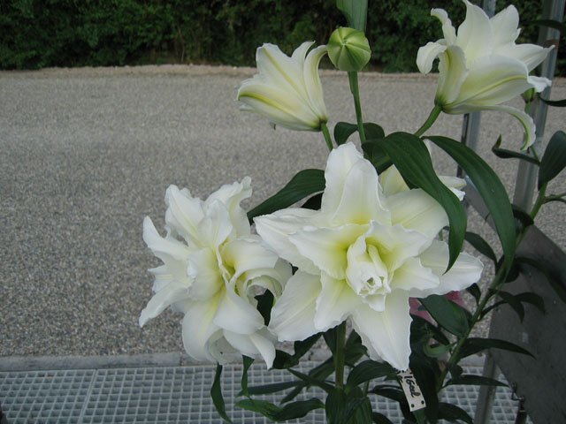 關(guān)于百合花種球花后養(yǎng)球喲 關(guān)于百合花種球花后養(yǎng)球喲