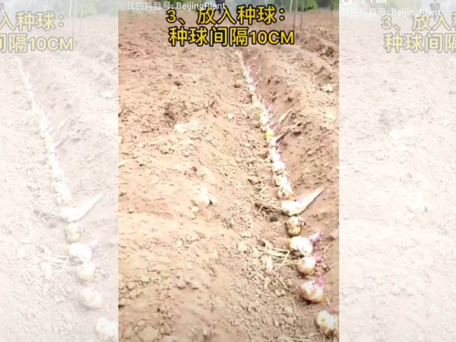 百合大田種植方式