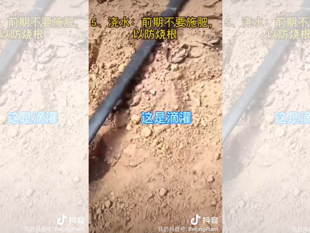 百合大田種植方式