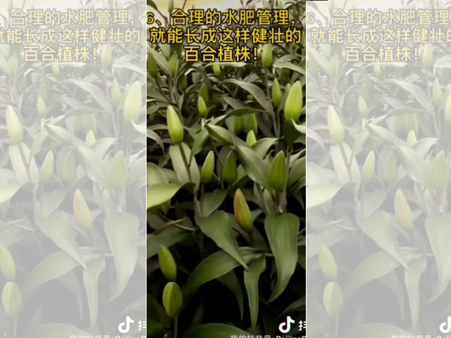 百合大田種植方式