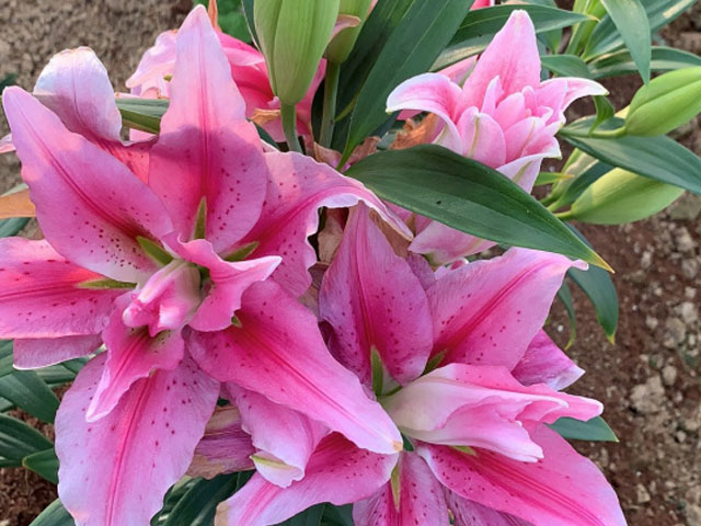 百合花種球哪里有批發(fā) 百合花種球哪里有批發(fā)
