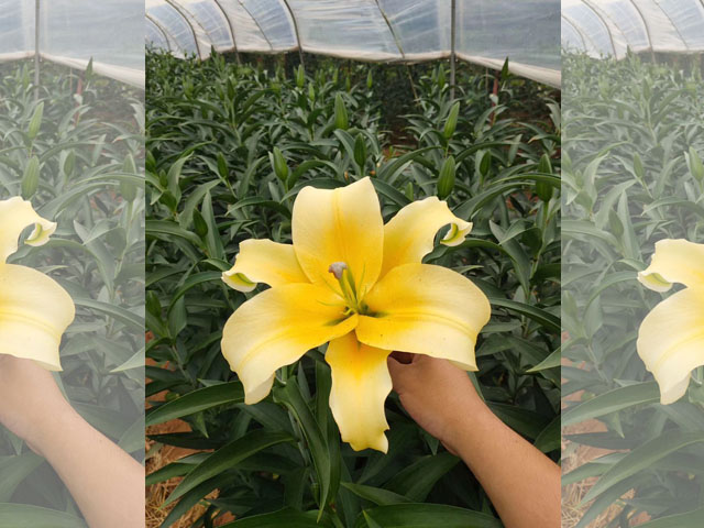 百合花種球種植很簡(jiǎn)單 百合花種球種植很簡(jiǎn)單