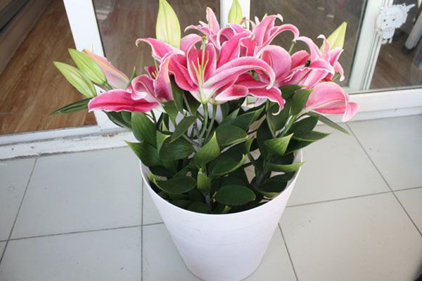 百合種球如何用生根粉浸泡 百合種球如何用生根粉浸泡