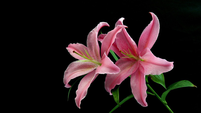 百合&mdash;人們向往美好生活的真實(shí)寫照