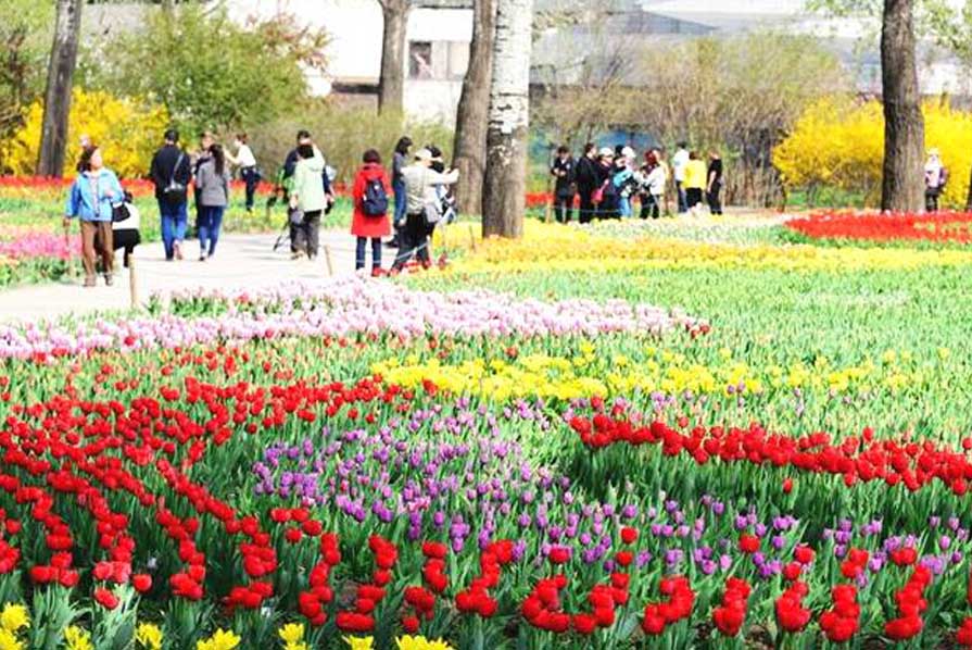 北京植物園郁金香展區(qū)