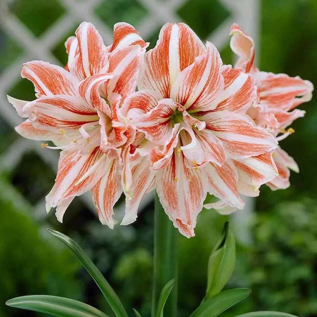 球根皇后朱頂紅 球根皇后朱頂紅
