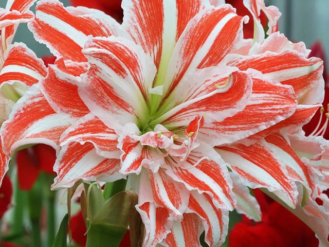 好養(yǎng)的朱頂紅種球—不同規(guī)格尺寸的差異 好養(yǎng)的朱頂紅種球—不同規(guī)格尺寸的差異