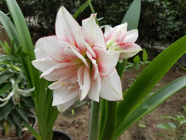 花美不遜郁金香的球根花卉朱頂紅 花美不遜郁金香的球根花卉朱頂紅