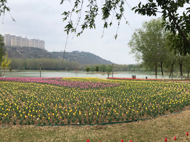 把握好這些，郁金香種球種植起來很簡(jiǎn)單