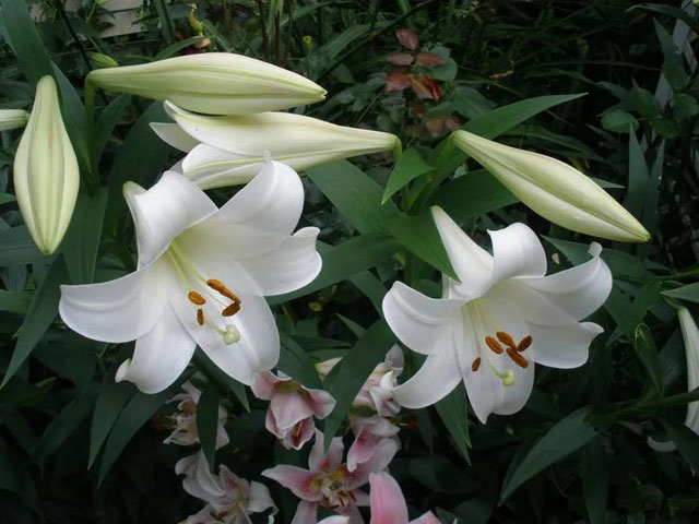 進(jìn)口百合花種球供應(yīng)商為您分享種球小知識 進(jìn)口百合花種球供應(yīng)商為您分享種球小知識