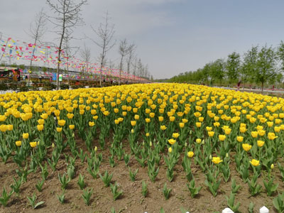 郁金香常規(guī)露地栽培技術(shù) 郁金香常規(guī)露地栽培技術(shù)