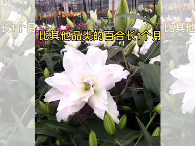 百合品類介紹重瓣百合