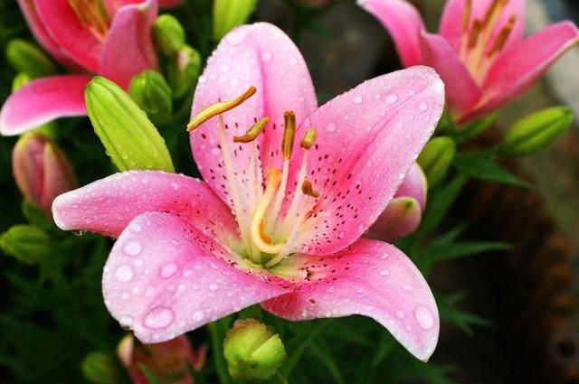 百合花花謝后的種球養(yǎng)護(hù)方法