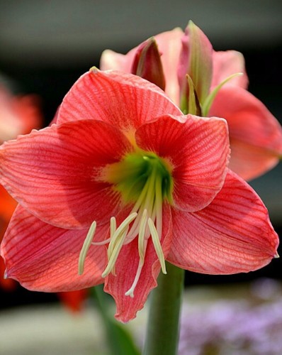 朱頂紅花開