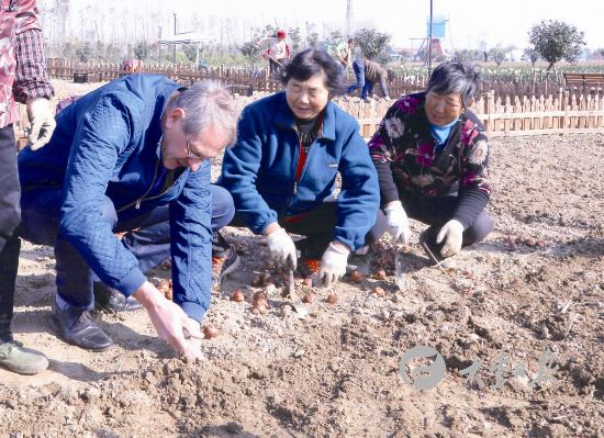 大豐荷蘭花海景區(qū)組織人員栽種郁金香種球