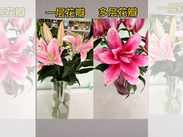 單瓣百合PK重瓣百合
