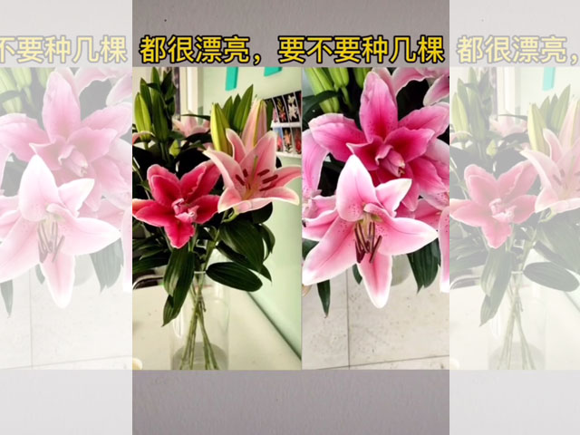 單瓣百合PK重瓣百合